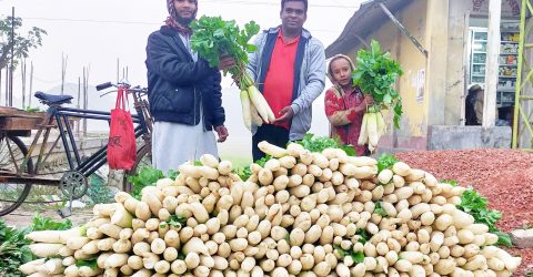 নান্দাইলে মুলা চাষ করে লাভবান কৃষক