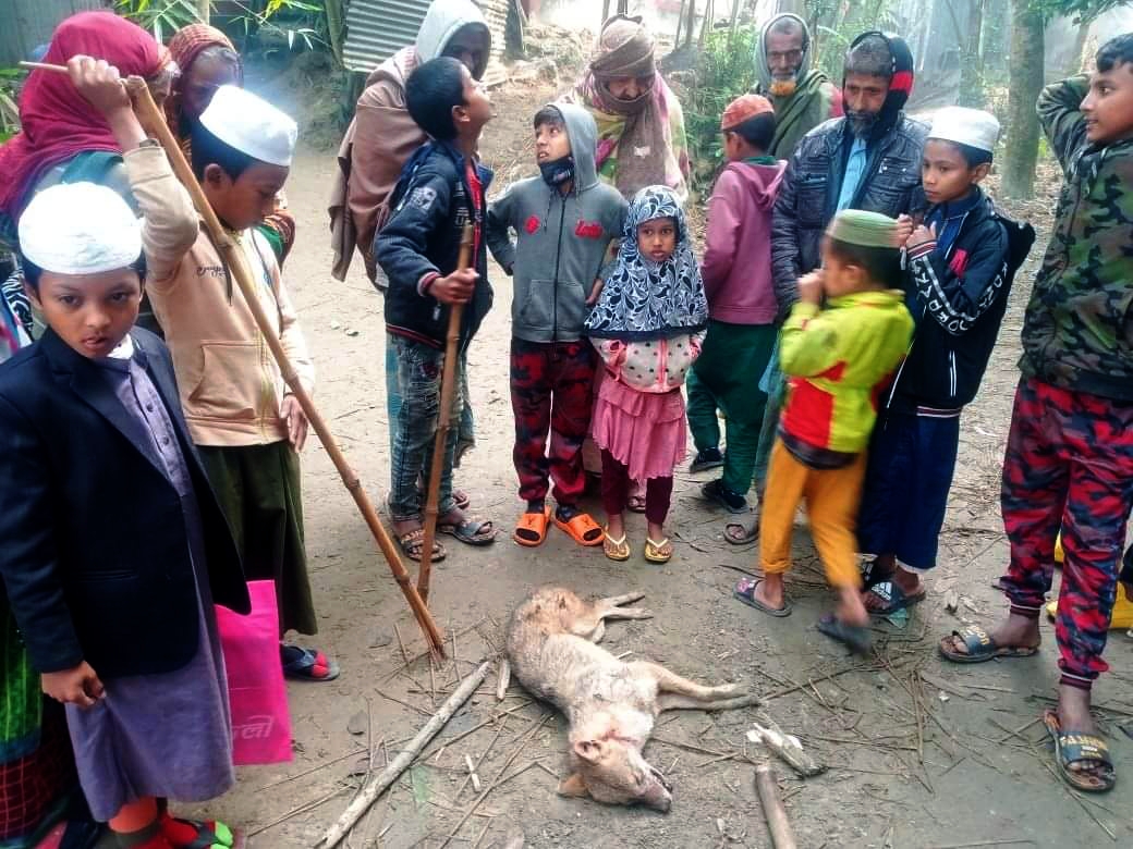 নান্দাইল শিয়ালের কামড়ে আহত ১,আতঙ্কে এলাকাবাসী 