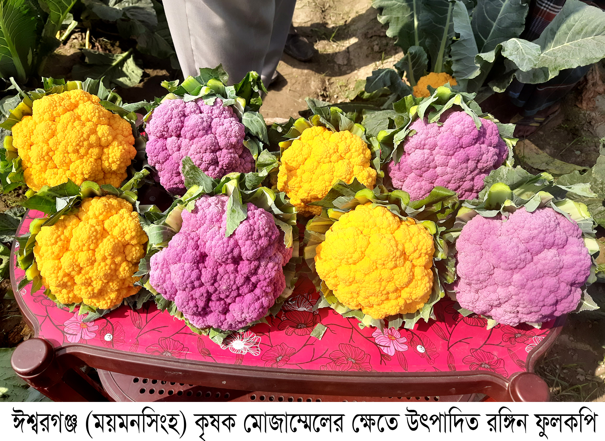 নীল হলুদ ফুল কপিতে ভাগ্য বদলের স্বপ্ন দেখছেন কৃষক মোজাম্মেল