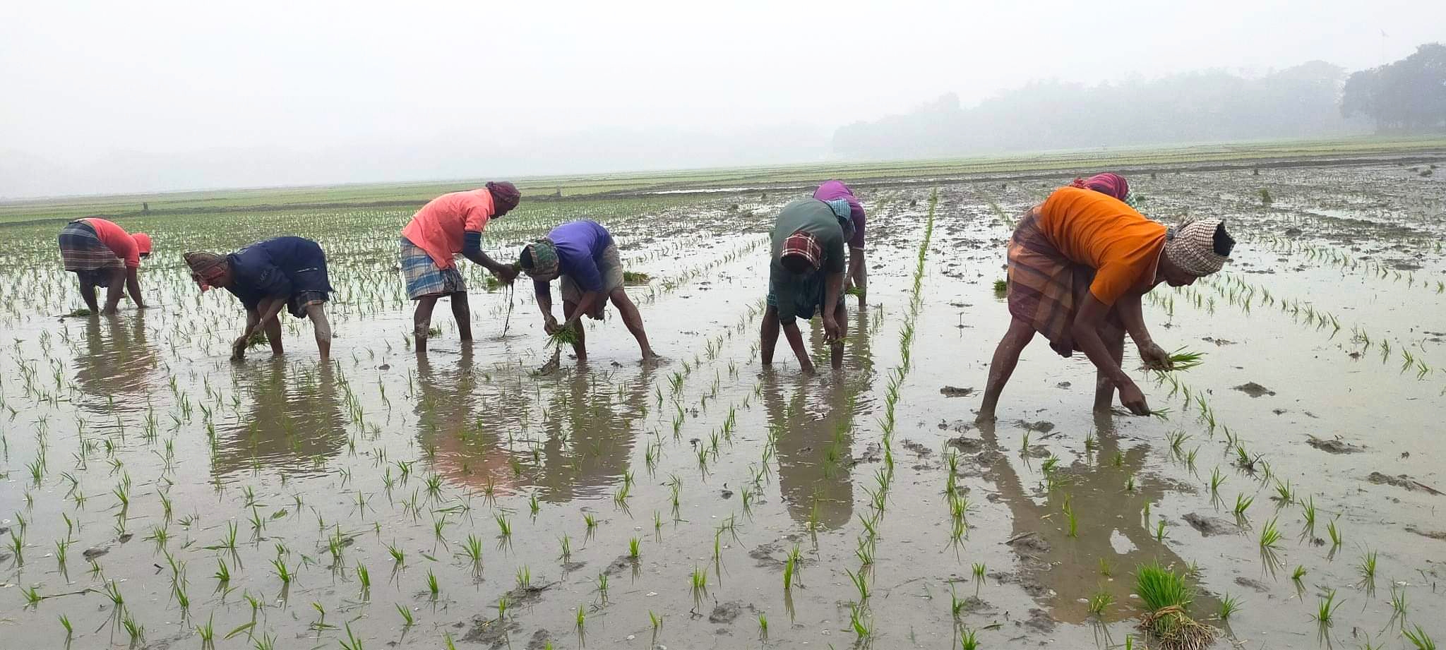 নান্দাইলের কৃষকরা বোরো চাষে ব্যস্ত সময় পার করছেন