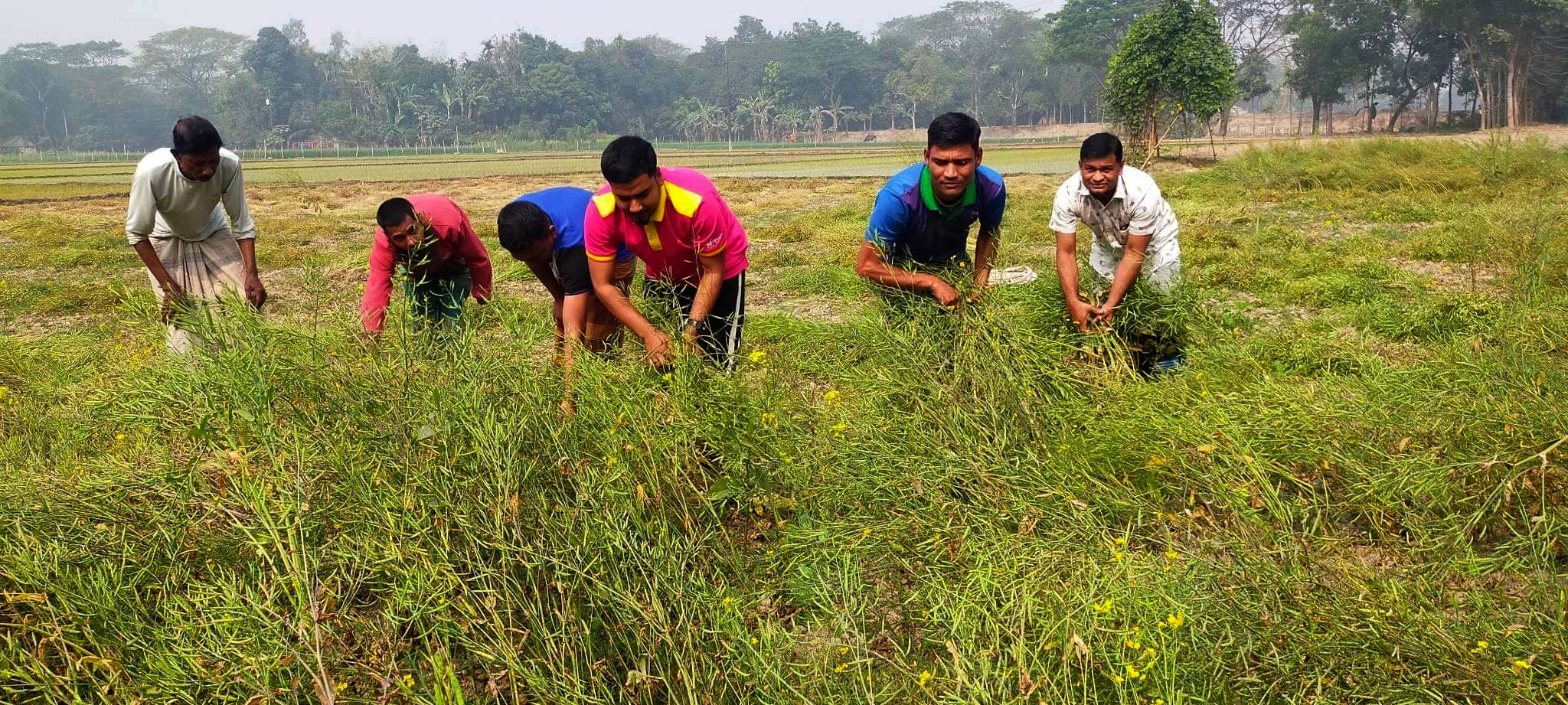 নান্দাইলে সরিষা কাটা ও মাড়াইয়ে ব্যস্ত কৃষক