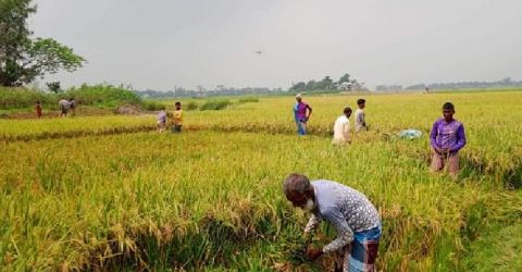 হাওরে উৎসবের আমেজ বোরো ধান কাটা শুরু