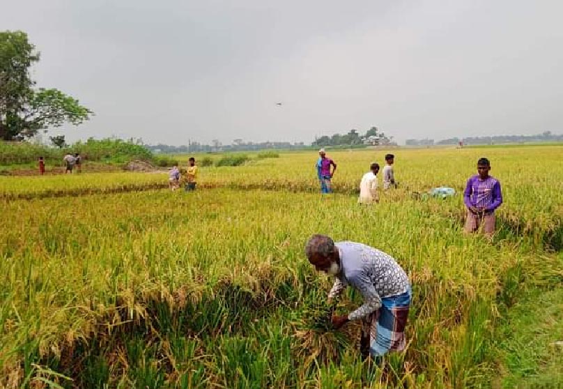 হাওরে উৎসবের আমেজ বোরো ধান কাটা শুরু