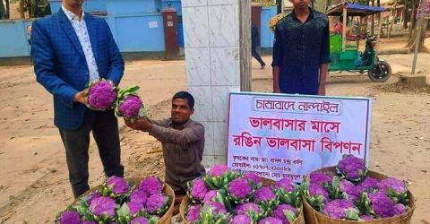 নান্দাইলে রঙিন ফুলকপি চাষে সফল বাদল বৰ্মণ